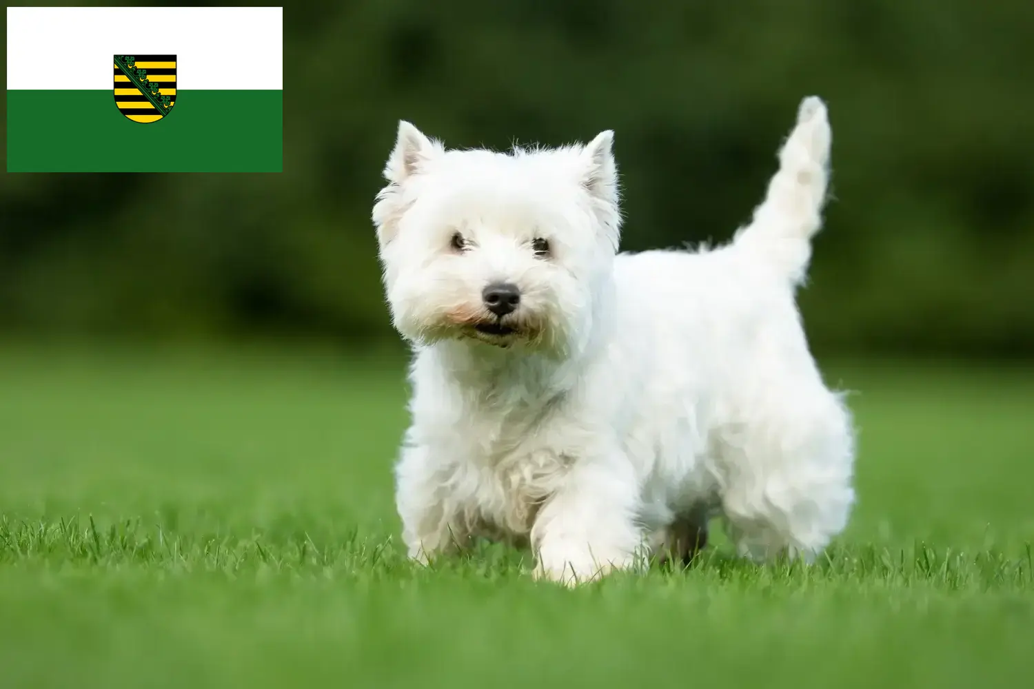 Read more about the article Hodowcy westie i szczenięta w Saksonia