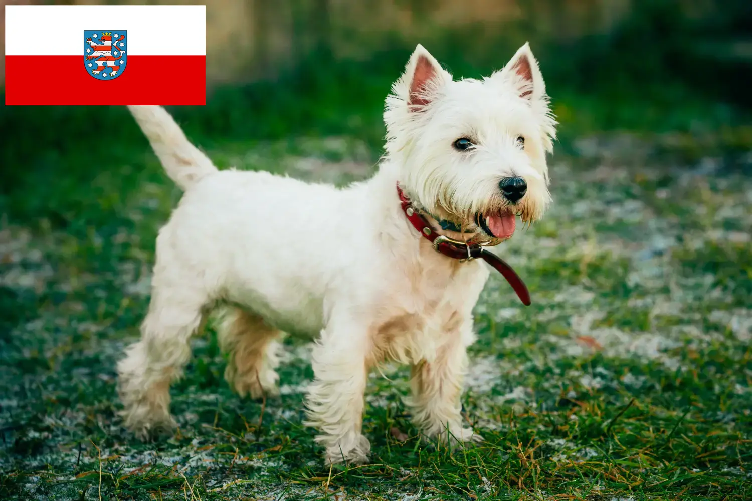 Read more about the article Hodowcy westie i szczenięta w Turyngia