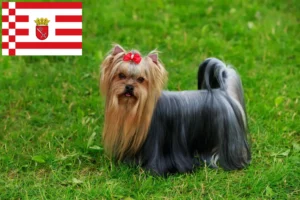 Read more about the article Hodowcy i szczenięta Yorkshire terrier w Brema