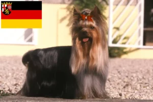 Read more about the article Hodowcy i szczenięta Yorkshire terrier w Nadrenia-Palatynat