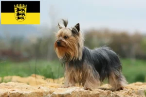 Read more about the article Hodowcy i szczenięta Yorkshire terrier w Badenia-Wirtembergia