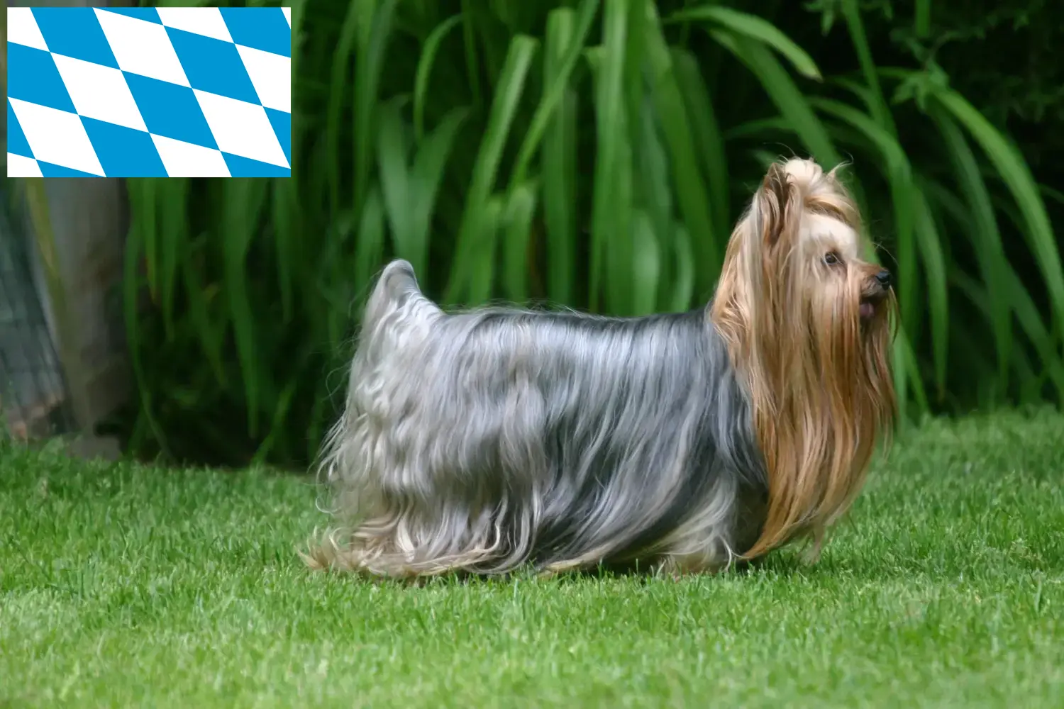 Read more about the article Hodowcy i szczenięta Yorkshire terrier w Bawaria