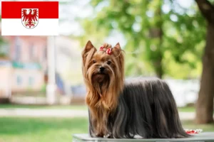 Read more about the article Hodowcy i szczenięta Yorkshire terrier w Brandenburgia