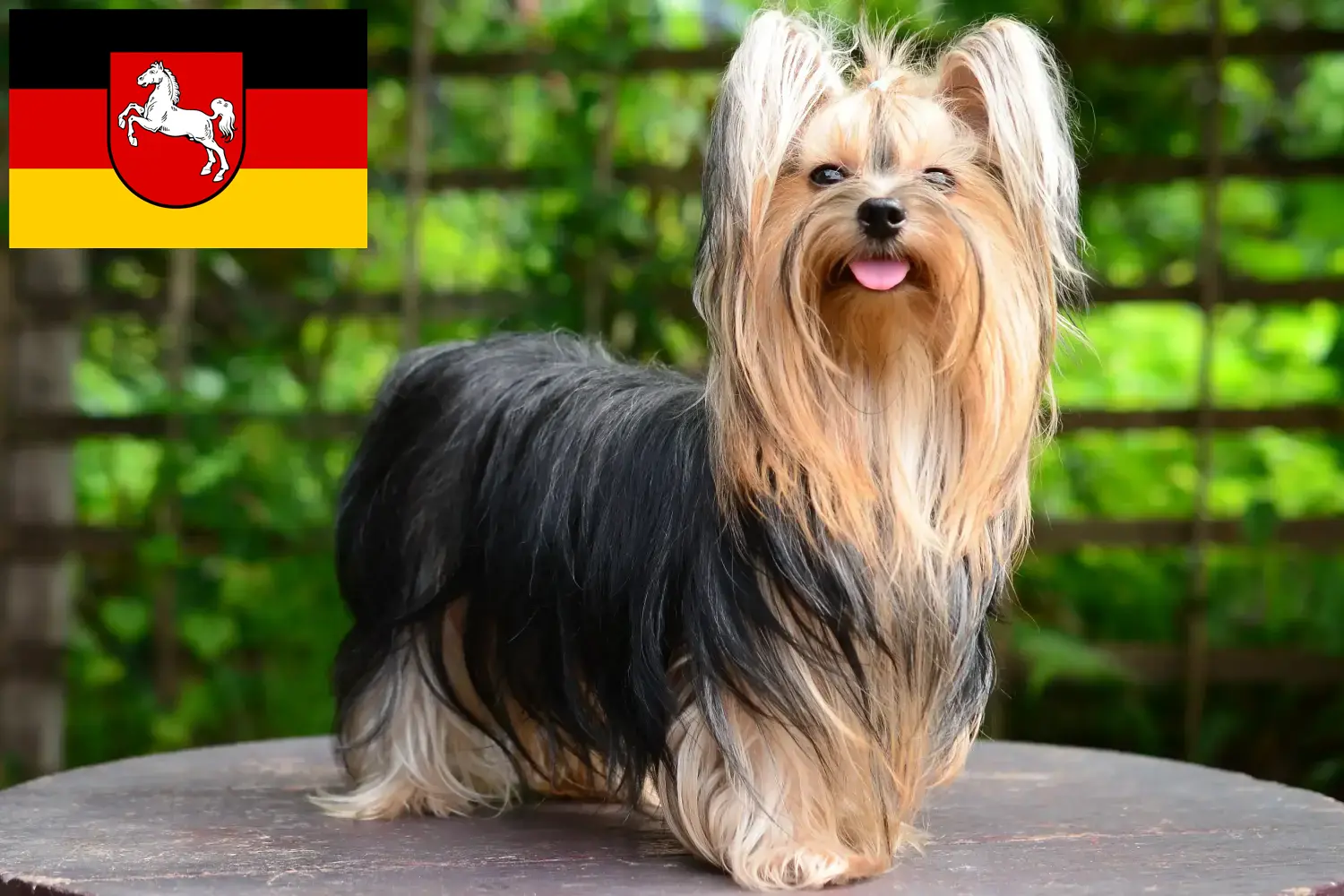 Read more about the article Hodowcy i szczenięta Yorkshire terrier w Dolna Saksonia