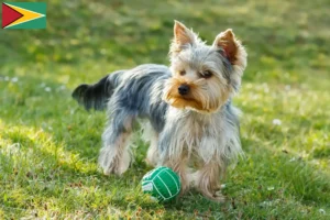 Read more about the article Hodowcy i szczenięta Yorkshire terrier w Gujana