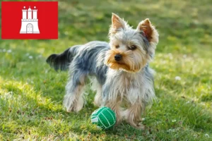 Read more about the article Hodowcy i szczenięta Yorkshire terrier w Hamburg