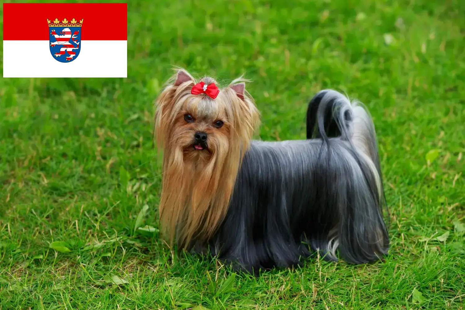 Read more about the article Hodowcy i szczenięta Yorkshire terrier w Hesja