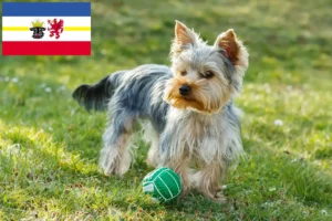 Read more about the article Hodowcy i szczenięta Yorkshire terrier w Meklemburgia-Pomorze Przednie