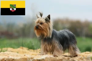 Read more about the article Hodowcy i szczenięta Yorkshire terrier w Saksonia-Anhalt