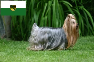 Read more about the article Hodowcy i szczenięta Yorkshire terrier w Saksonia