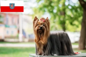 Read more about the article Hodowcy i szczenięta Yorkshire terrier w Turyngia