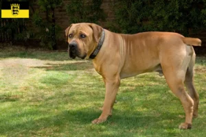 Read more about the article Hodowcy i szczenięta Boerboel w Badenia-Wirtembergia