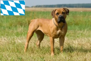 Read more about the article Hodowcy i szczenięta Boerboel w Bawaria