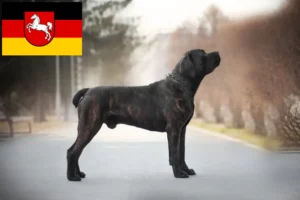 Read more about the article Hodowcy i szczenięta Boerboel w Dolna Saksonia