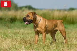 Read more about the article Boerboel hodowcy i szczenięta w Hamburg