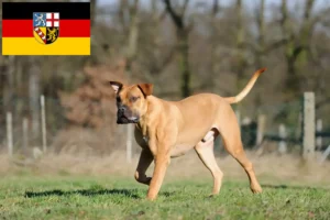 Read more about the article Hodowcy i szczenięta Boerboel w Kraj Saary