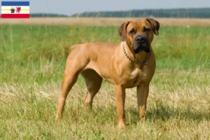 Read more about the article Hodowcy i szczenięta Boerboel w Meklemburgia-Pomorze Przednie