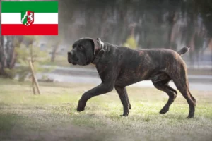 Read more about the article Hodowcy i szczenięta Boerboel w Nadrenia Północna-Westfalia