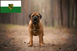 Read more about the article Hodowcy i szczenięta Boerboel w Saksonia