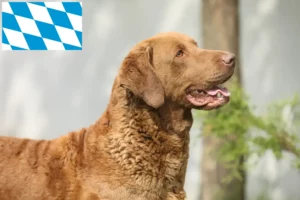 Read more about the article Hodowcy i szczenięta Chesapeake Bay Retriever w Bawaria