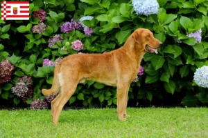 Read more about the article Chesapeake Bay Retriever hodowcy i szczenięta w Brema