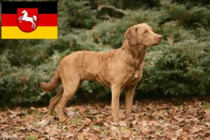 Read more about the article Hodowcy i szczenięta Chesapeake Bay Retriever w Dolna Saksonia