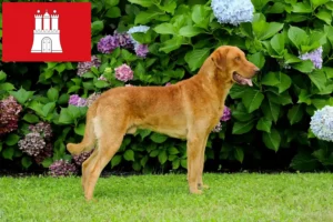 Read more about the article Chesapeake Bay Retriever hodowcy i szczenięta w Hamburg