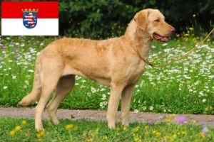 Read more about the article Hodowcy i szczenięta Chesapeake Bay Retriever w Hesja