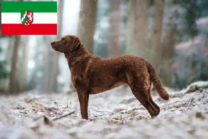 Read more about the article Hodowcy i szczenięta Chesapeake Bay Retriever w Nadrenia Północna-Westfalia