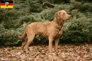 Read more about the article Hodowcy i szczenięta Chesapeake Bay Retriever w Kraj Saary