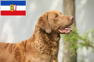 Read more about the article Hodowcy i szczenięta Chesapeake Bay Retriever w Szlezwik-Holsztyn