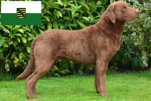 Read more about the article Hodowcy i szczenięta Chesapeake Bay Retriever w Saksonia