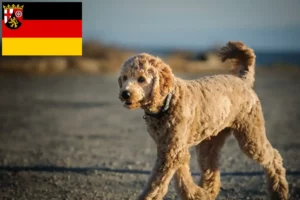 Read more about the article Hodowcy i szczenięta Goldendoodle w Nadrenia-Palatynat