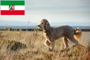 Read more about the article Hodowcy i szczenięta Goldendoodle w Nadrenia Północna-Westfalia