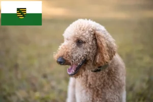 Read more about the article Goldendoodle hodowcy i szczenięta w Saksonia