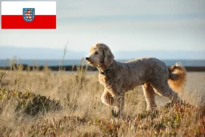 Read more about the article Goldendoodle hodowcy i szczenięta w Turyngia