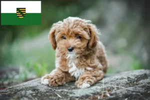 Read more about the article Hodowcy i szczenięta Maltipoo w Saksonia