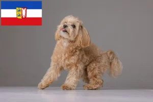 Read more about the article Hodowcy i szczenięta Maltipoo w Szlezwik-Holsztyn