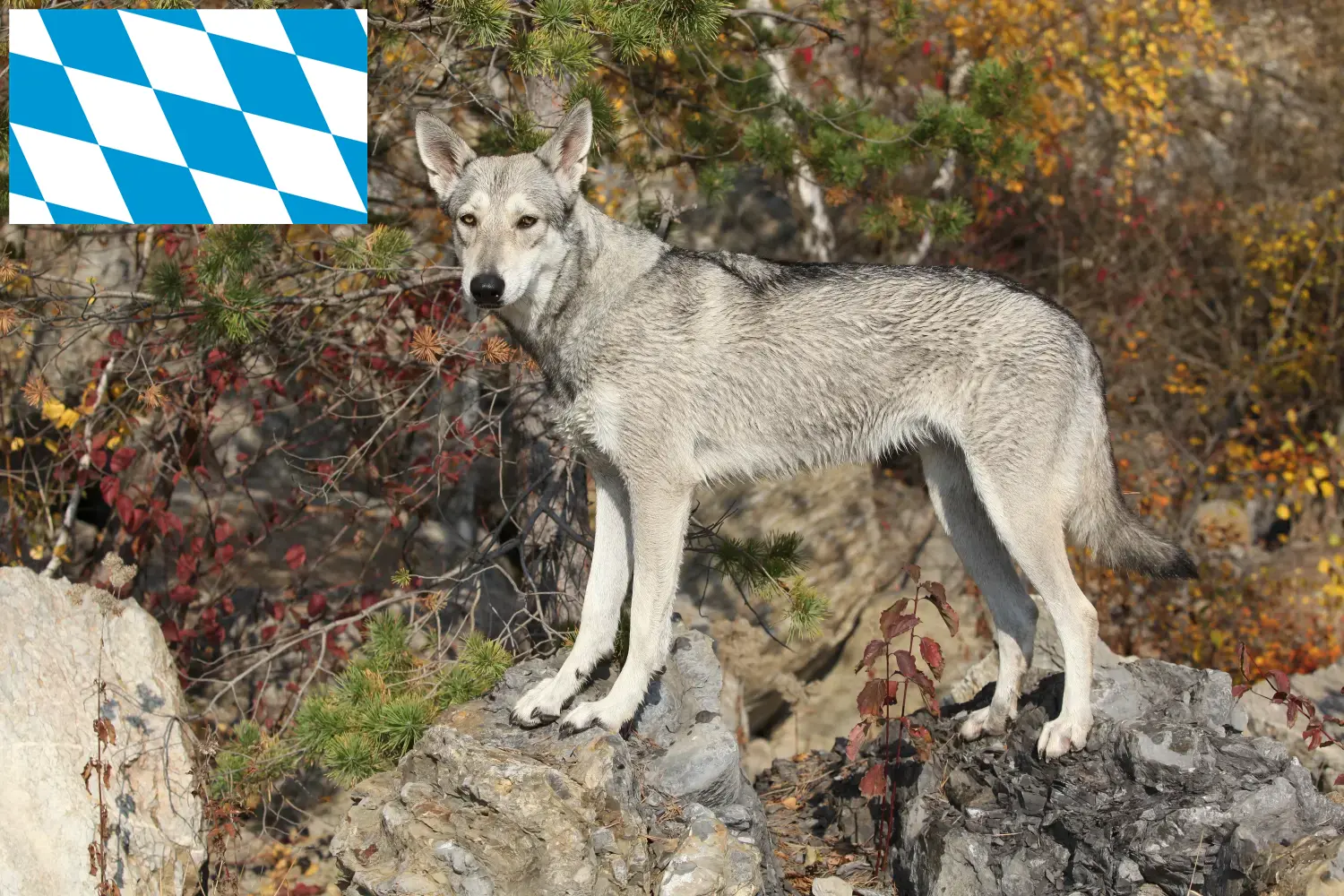 Read more about the article Hodowcy i szczenięta Saarloos Wolfhound w Bawaria