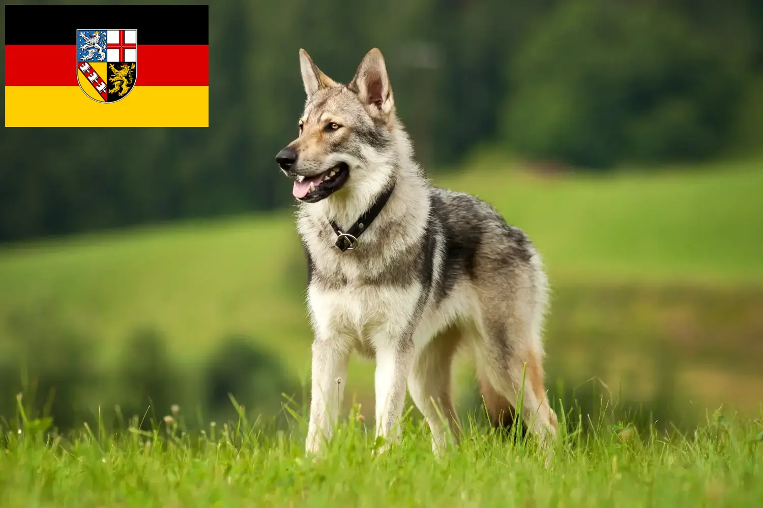 Read more about the article Hodowcy i szczenięta Saarloos Wolfhound w Kraj Saary