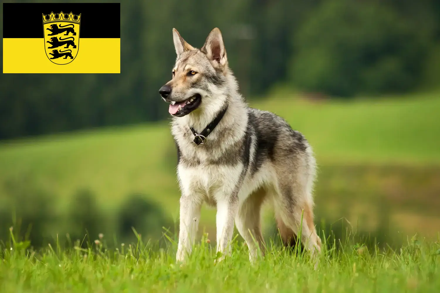 Read more about the article Hodowcy i szczenięta Saarloos Wolfhound w Badenia-Wirtembergia