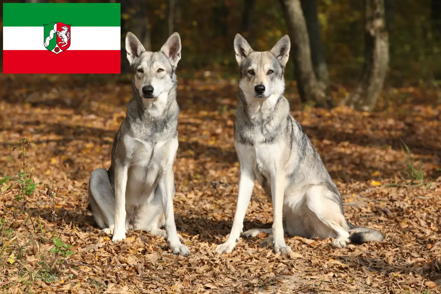 Read more about the article Hodowcy i szczenięta Saarloos Wolfhound w Nadrenia Północna-Westfalia