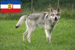 Read more about the article Hodowcy i szczenięta Saarloos Wolfhound w Szlezwik-Holsztyn