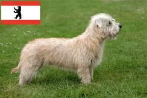 Read more about the article Hodowcy i szczenięta Irish Glen of Imaal Terrier w Berlinie