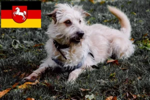 Read more about the article Hodowcy i szczenięta Irish Glen of Imaal Terrier w Dolna Saksonia