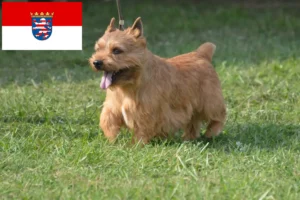 Read more about the article Hodowcy i szczenięta Irish Glen of Imaal Terrier w Hesja