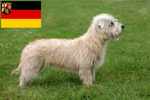 Read more about the article Hodowcy i szczenięta Irish Glen of Imaal Terrier w Nadrenia-Palatynat