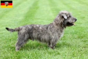 Read more about the article Hodowcy i szczenięta Irish Glen of Imaal Terrier w Kraj Saary