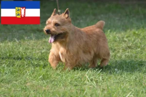 Read more about the article Hodowcy i szczenięta Irish Glen of Imaal Terrier w Szlezwik-Holsztyn