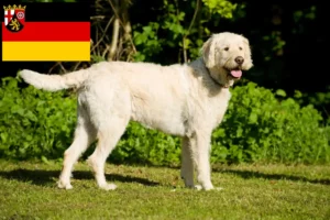 Read more about the article Hodowcy i szczenięta labradoodle w Nadrenia-Palatynat